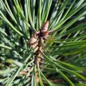 Pinus sylvestris - Foto 2