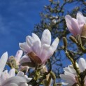 Magnolia stellata 'Rosea' - Foto 1