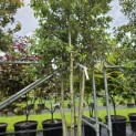 Quercus ilex - 2