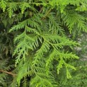 Thuja plicata 'Atrovirens' - 1
