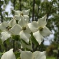Cornus kousa 'Milky Way' - Foto 6