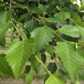 Betula nigra - 7