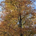 Fagus sylvatica 'Atropunicea' - november 2025