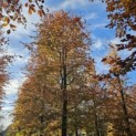Fagus sylvatica 'Atropunicea' - 7