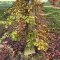 Fagus sylvatica 'Atropunicea' - 6