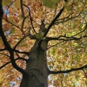 Fagus sylvatica 'Atropunicea' - november 2025