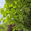 Tilia Tomentosa - mei 2026