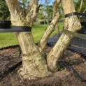 Heptacodium miconioides - Foto 4