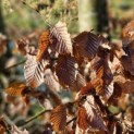 Carpinus betulus - 5