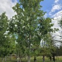 Acer rubrum 'Red Sunset' - Foto 4