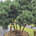 Pinus sylvestris 'Watereri' - 5
