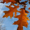 Quercus palustris