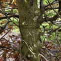 Fagus sylvatica 'Atropunicea' - 7