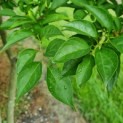 Styrax japonicus - Afbeelding 3