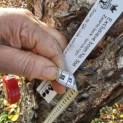 betula nigra - 1