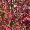 Liquidambar styraciflua - 3