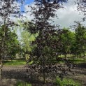 Fagus sylvatica 'Riversii' - Foto 1