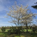 Amelanchier lamarckii - 1