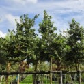 Ilex Nellie Stevens - Foto 4