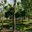 Platanus x hispanica - Afbeelding 1