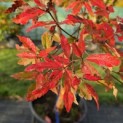 Acer griseum - Foto 5