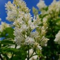 Syringa x josiflexa 'Agnes Smith' - Foto 6