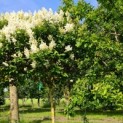 Syringa x josiflexa 'Agnes Smith' - Foto 5