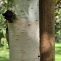 Betula utilis 'Jacquemontii' (Doorenbos) - 2