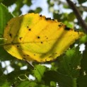 Betula utilis 'Jacquemontii' (Doorenbos) - 3