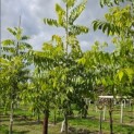Carya illinoinensis 'Choctaw' - Foto 1