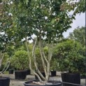 Parrotia persica - 4