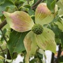 Cornus kousa 'Weisse Fontaine' - Foto 3