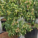 Cornus kousa 'Weisse Fontaine' - Foto 2