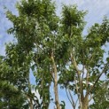Heptacodium miconioides - 6