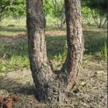 Pinus sylvestris - 3