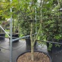 Acer palmatum 'Osakazuki' - Foto 4