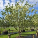 Cornus kousa 'Milky Way' - 5