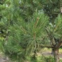 Pinus nigra - 1