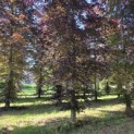 Fagus sylvatica 'Atropunicea' - Foto 2