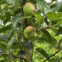 Malus domestica 'Red Elstar' - 2