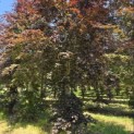 Fagus sylvatica 'Atropunicea' - 2