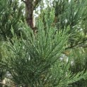 Sequoiadendron Giganteum Healthy Mammoth One - Foto 2