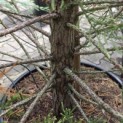 Sequoiadendron Giganteum Healthy Mammoth One - Foto 1