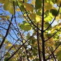 Corylus Avellana 'Aurea' - 1