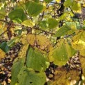 Corylus Avellana 'Aurea' - 3