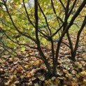 Corylus Avellana 'Aurea' - 2