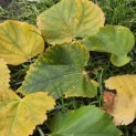 Tilia cordata 'Winter Orange' - Foto 3
