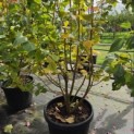 Tilia cordata 'Winter Orange' - Foto 2