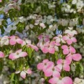 Cornus 'Norman Hadden' - 1