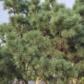 Pinus sylvestris 'Watereri' - 4